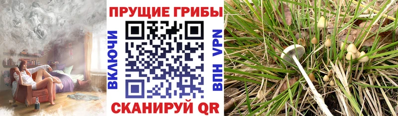 Псилоцибиновые грибы Psilocybine cubensis  Приозерск 